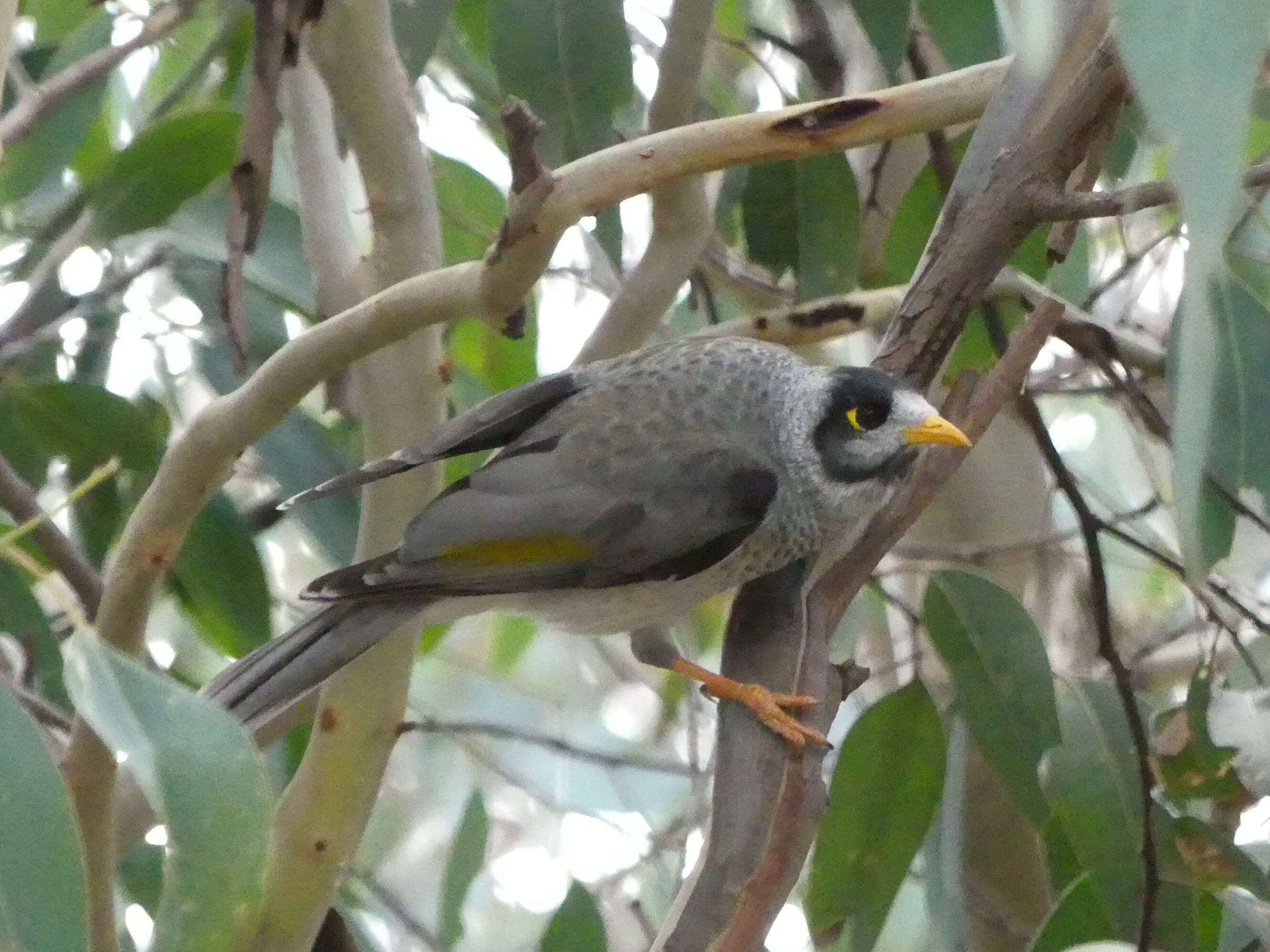 Image of Noisy Miner