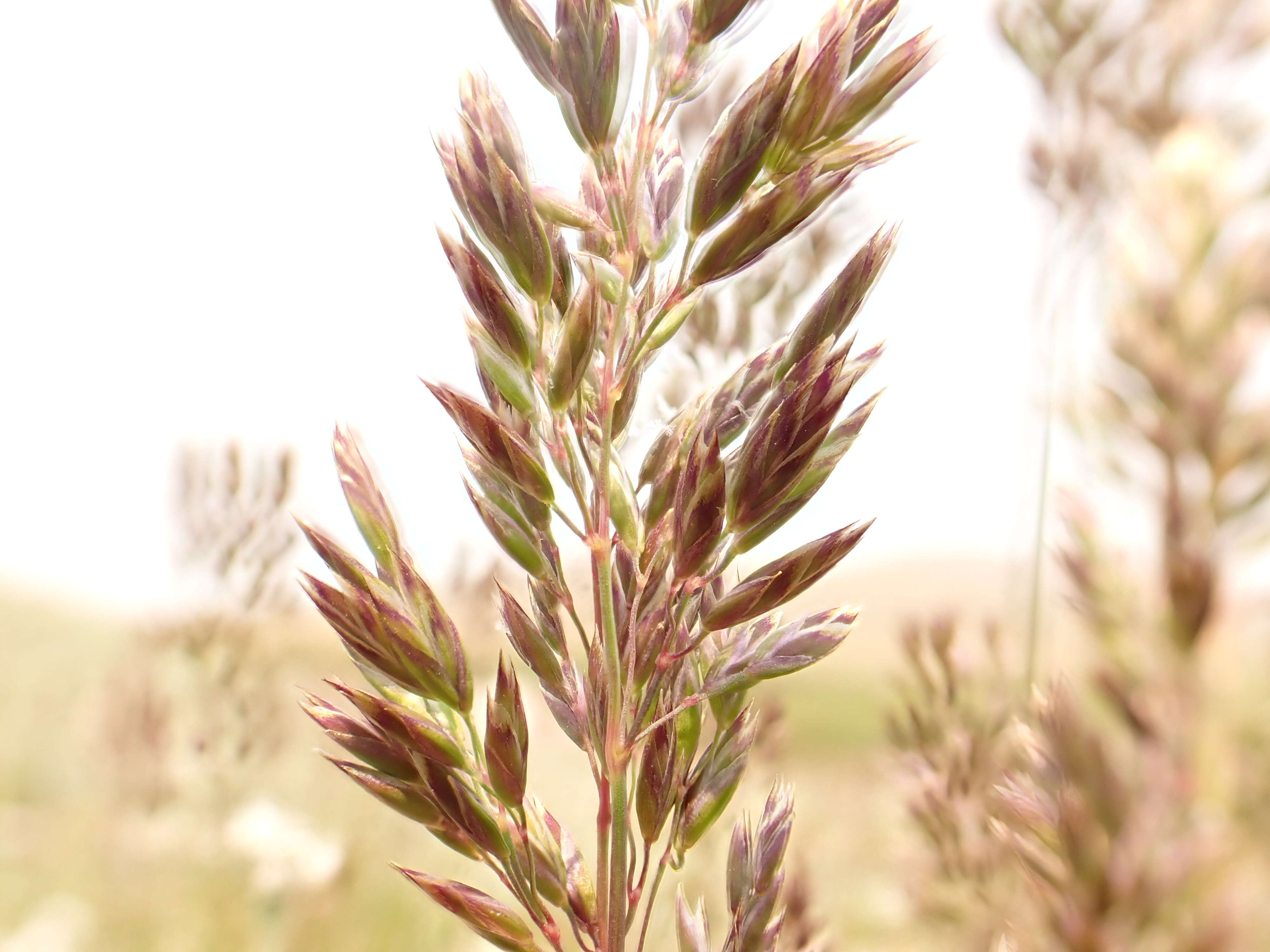 Image de Poa fendleriana (Steud.) Vasey