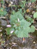 Image of purple archangel