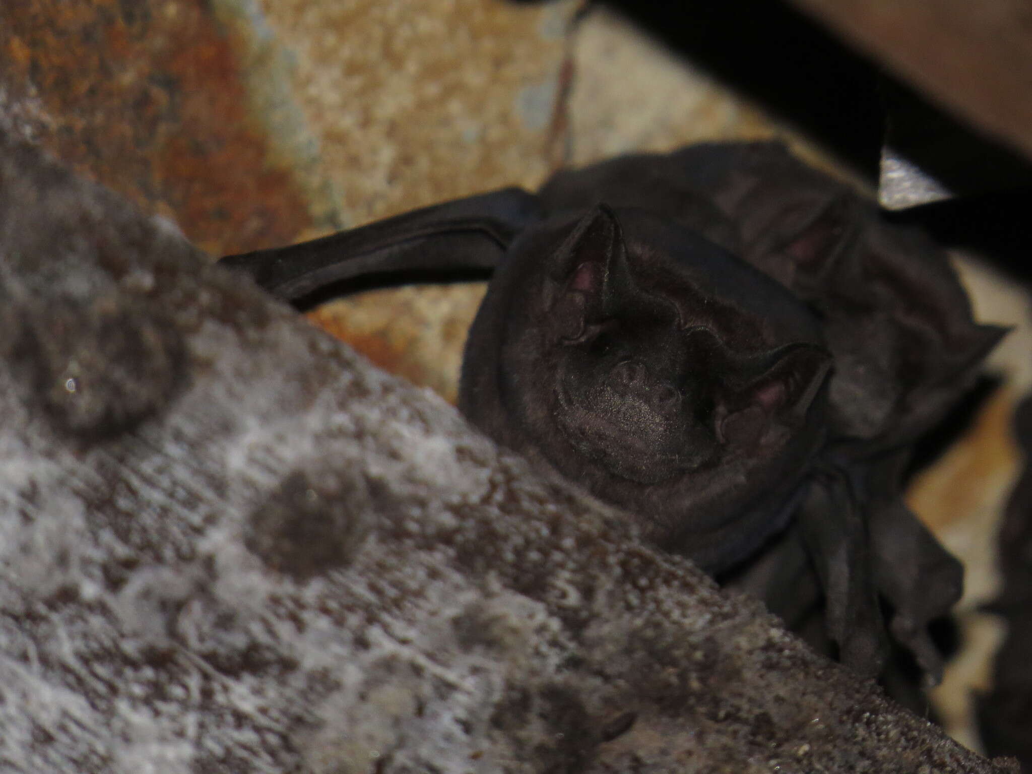 Image of Pallas's Mastiff Bat