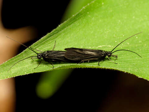 Image of Little Black Caddisflies