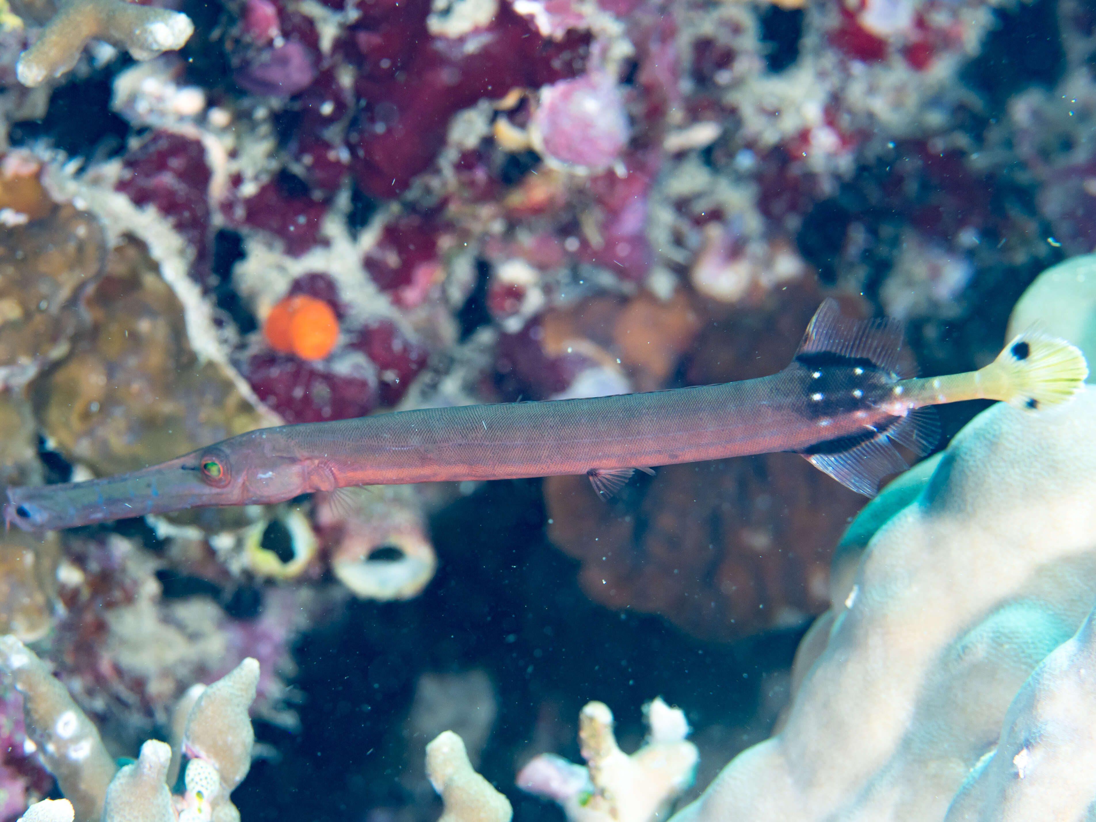 Image of Atlantic cornetfish