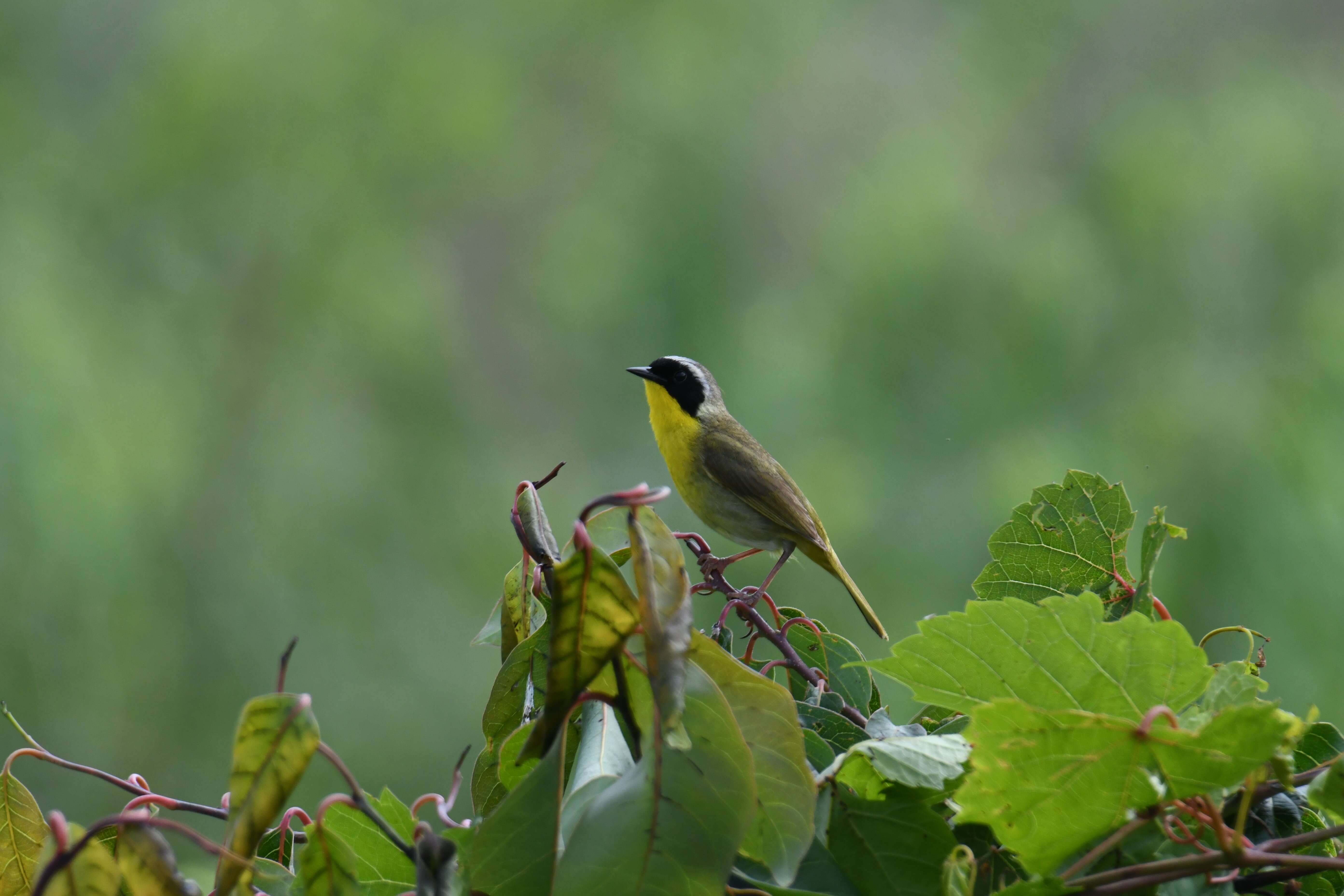 Geothlypis trichas (Linnaeus 1766) resmi