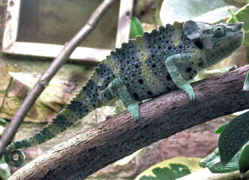 Image of Giant One-Horned Chameleon