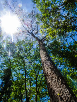 Image of Australian tallowwood