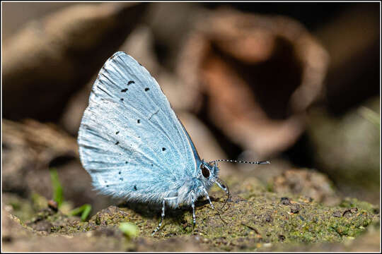 Image of holly blue