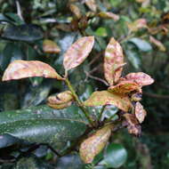 Image de Austropuccinia psidii (G. Winter) Beenken 2017