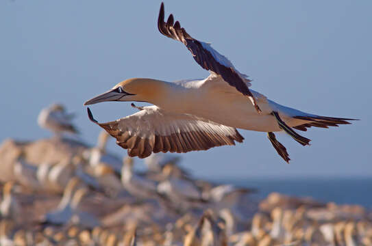 Image of Cape Gannet