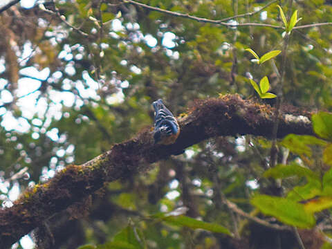 Image of Beautiful Nuthatch