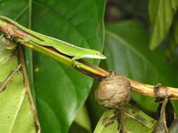 Image of Indian mulberry