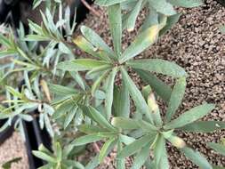 Imagem de Euphorbia glauca G. Forst.