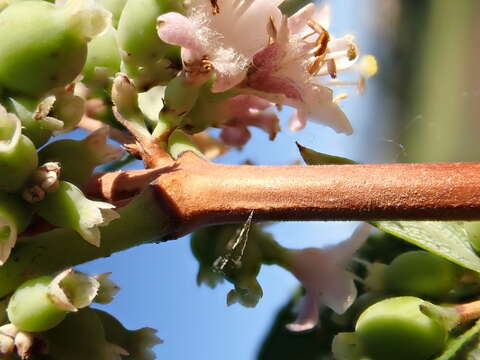 Image of western snowberry