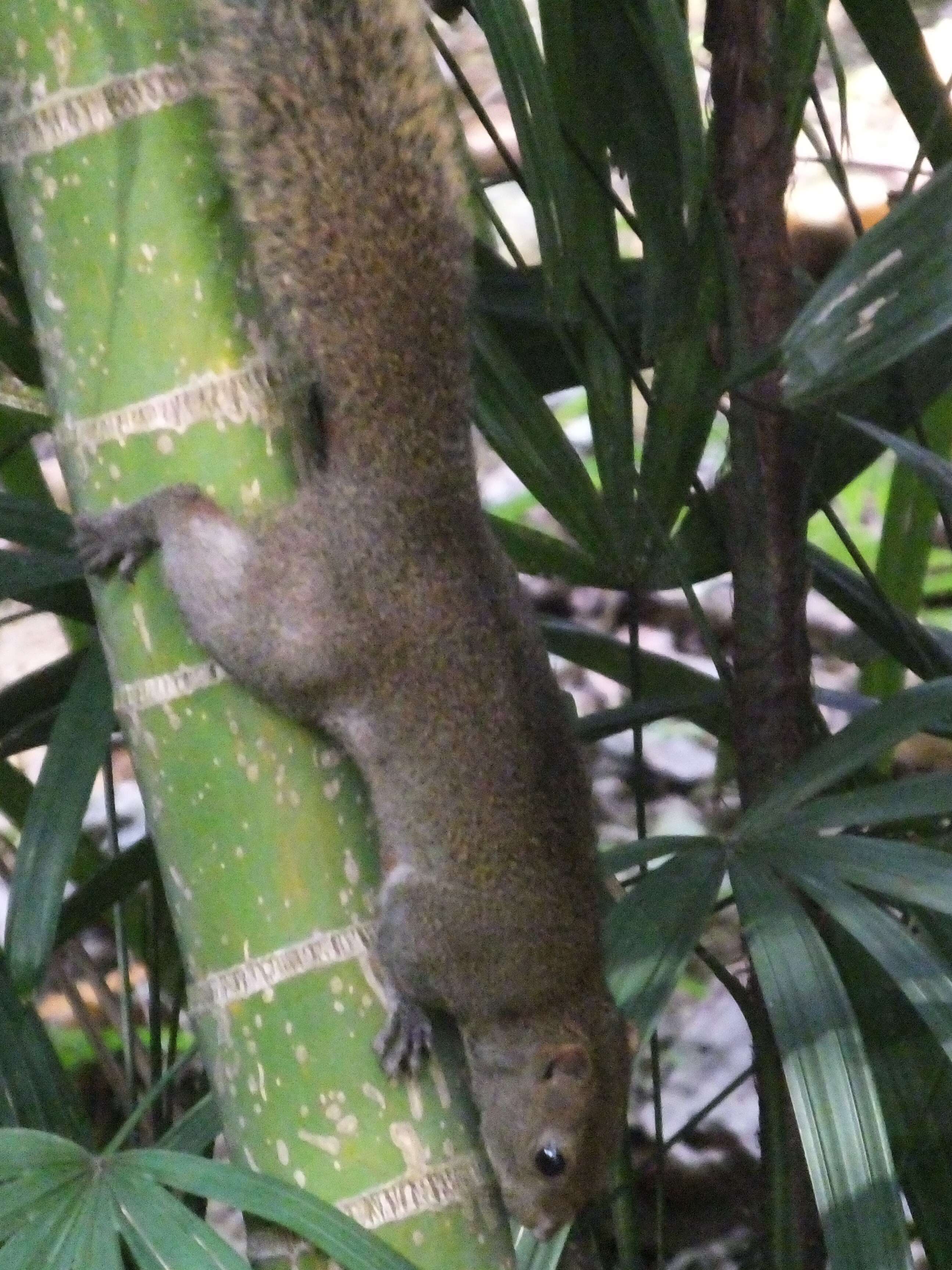 Image of Pallas's Squirrel