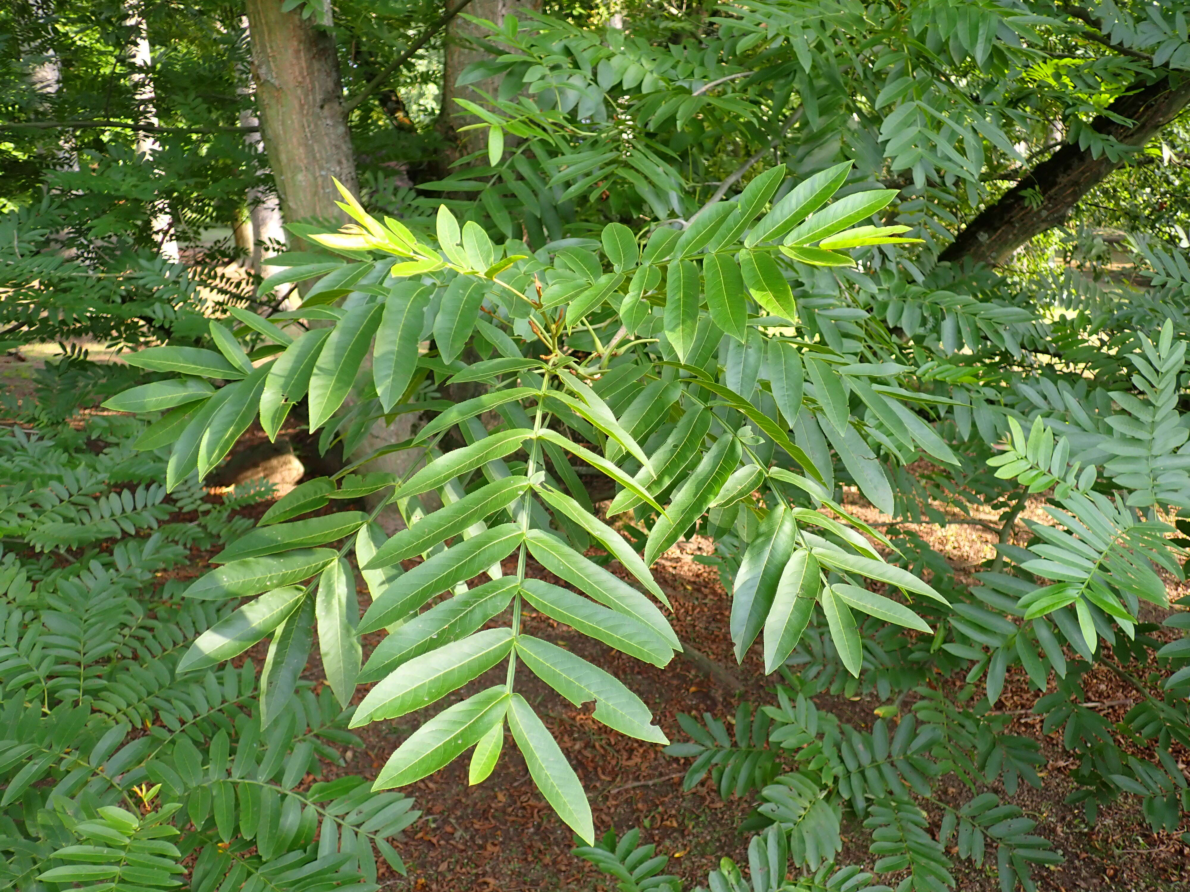 Слика од Pterocarya stenoptera C. DC.