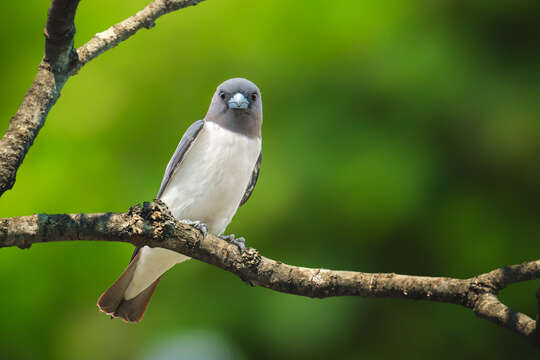 Image of White-breasted Woodswallow