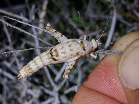 Image of <i>Tanaocerus koebelei</i> Bruner & L. 1906