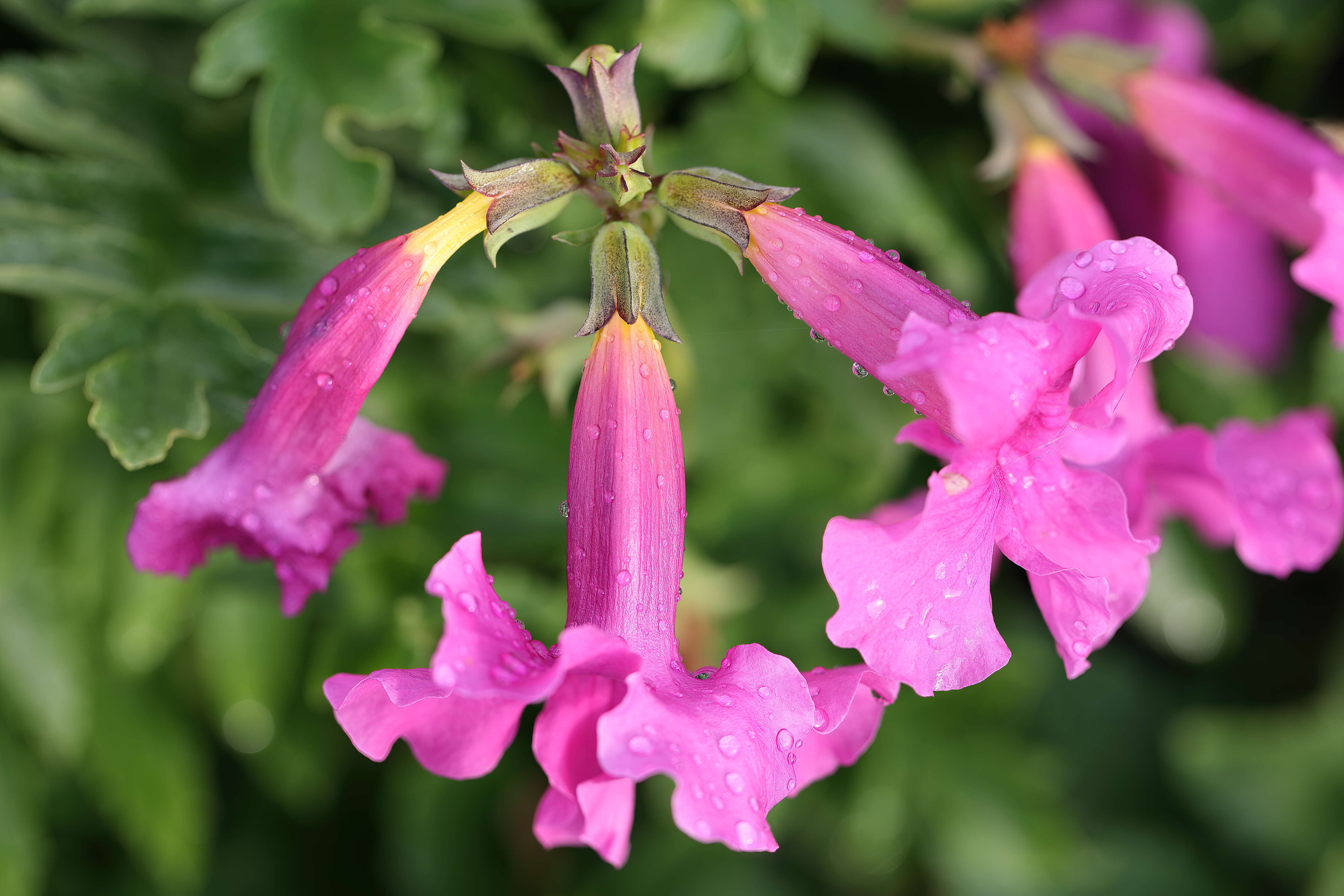 Image of Incarvillea delavayi Bureau & Franch.