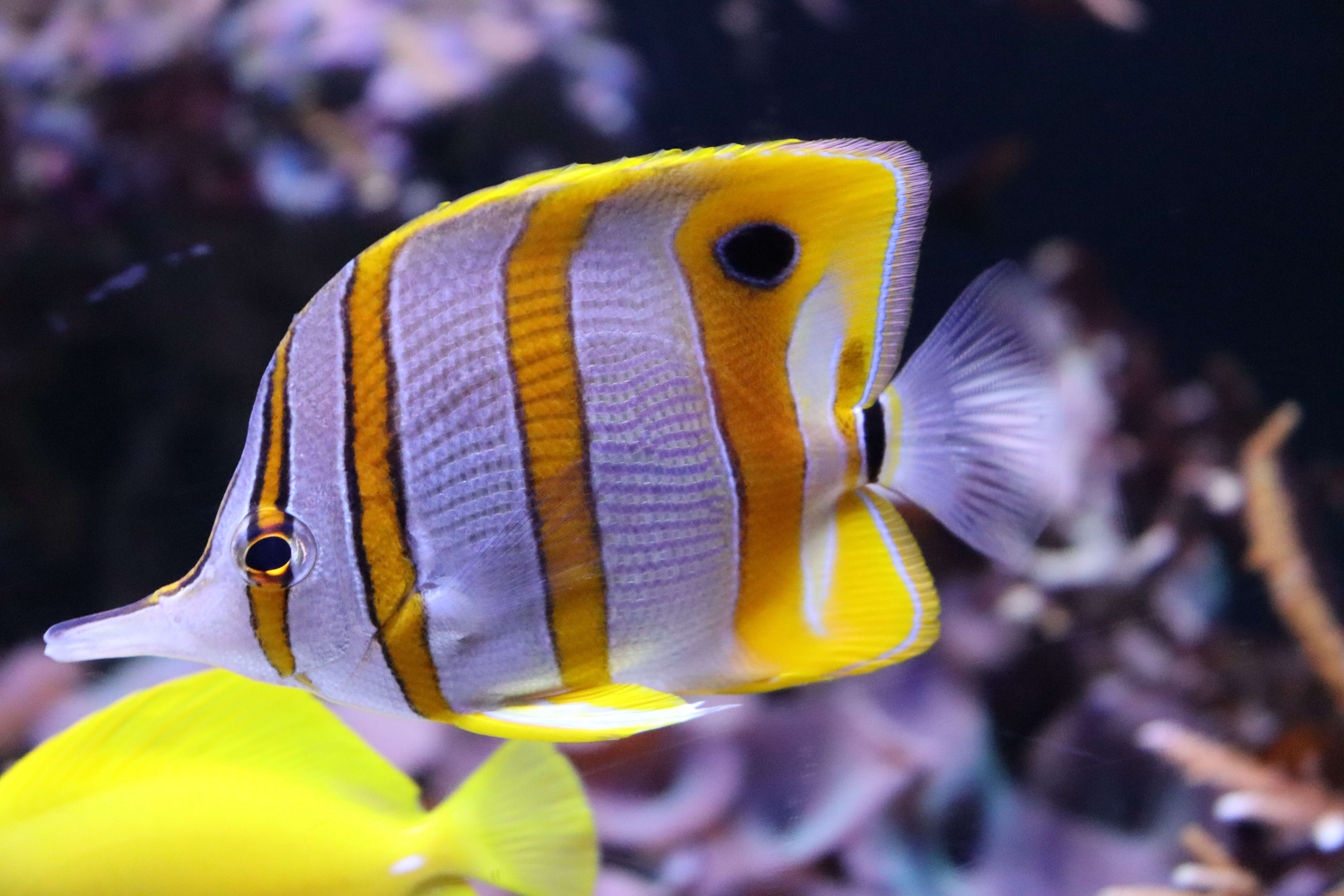 Image of Banded Longsnout Butterflyfish