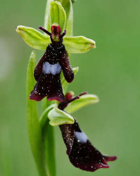 Image of Fly orchid