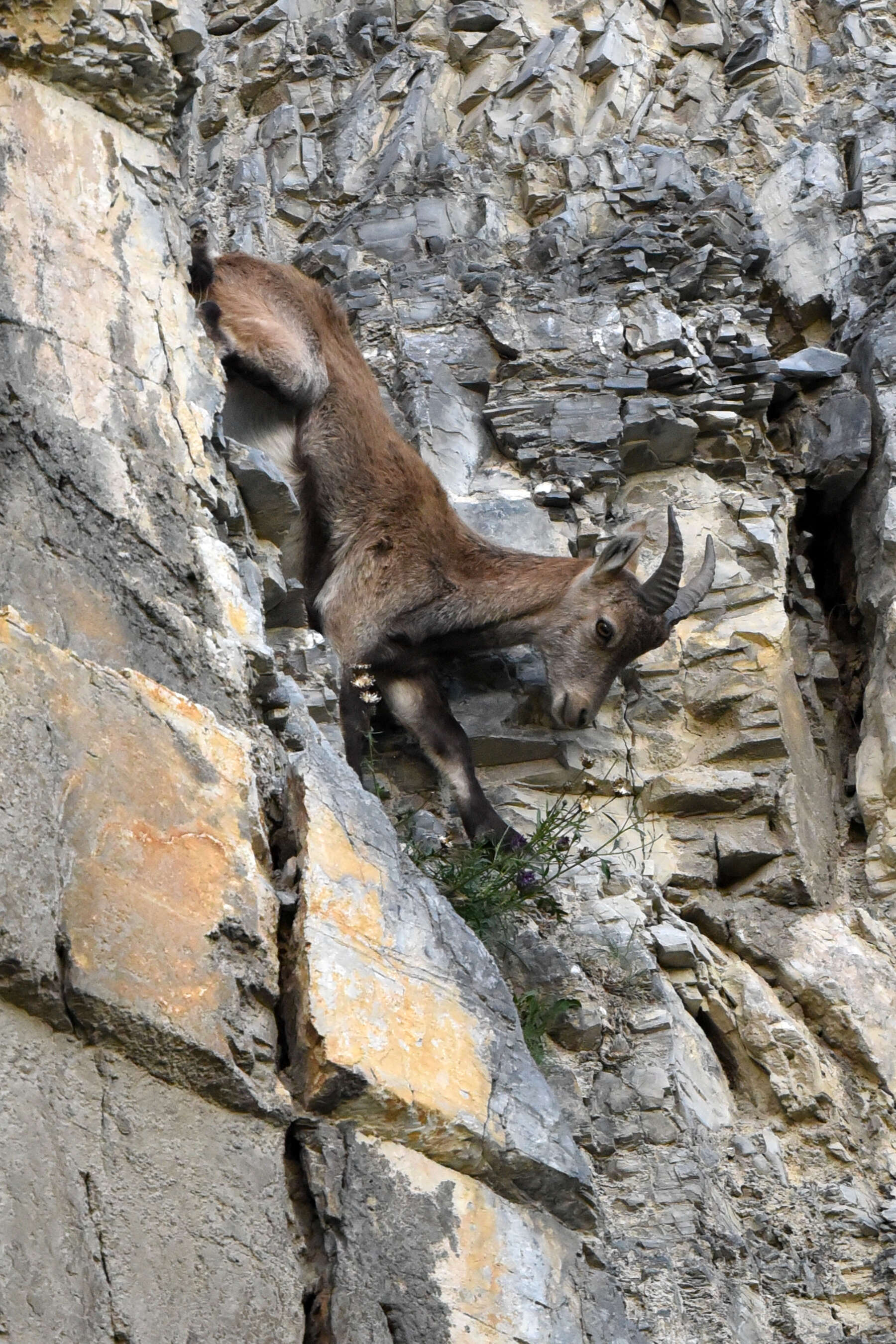 Image of Alpine Ibex