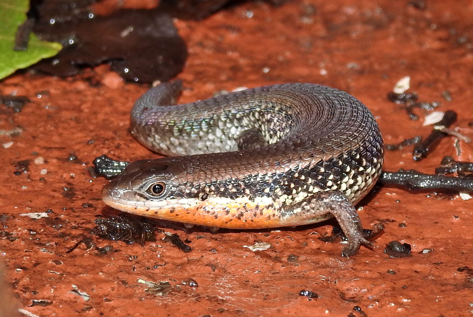 Imagem de Eutropis macularia (Blyth 1853)