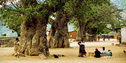 Image of Baobab