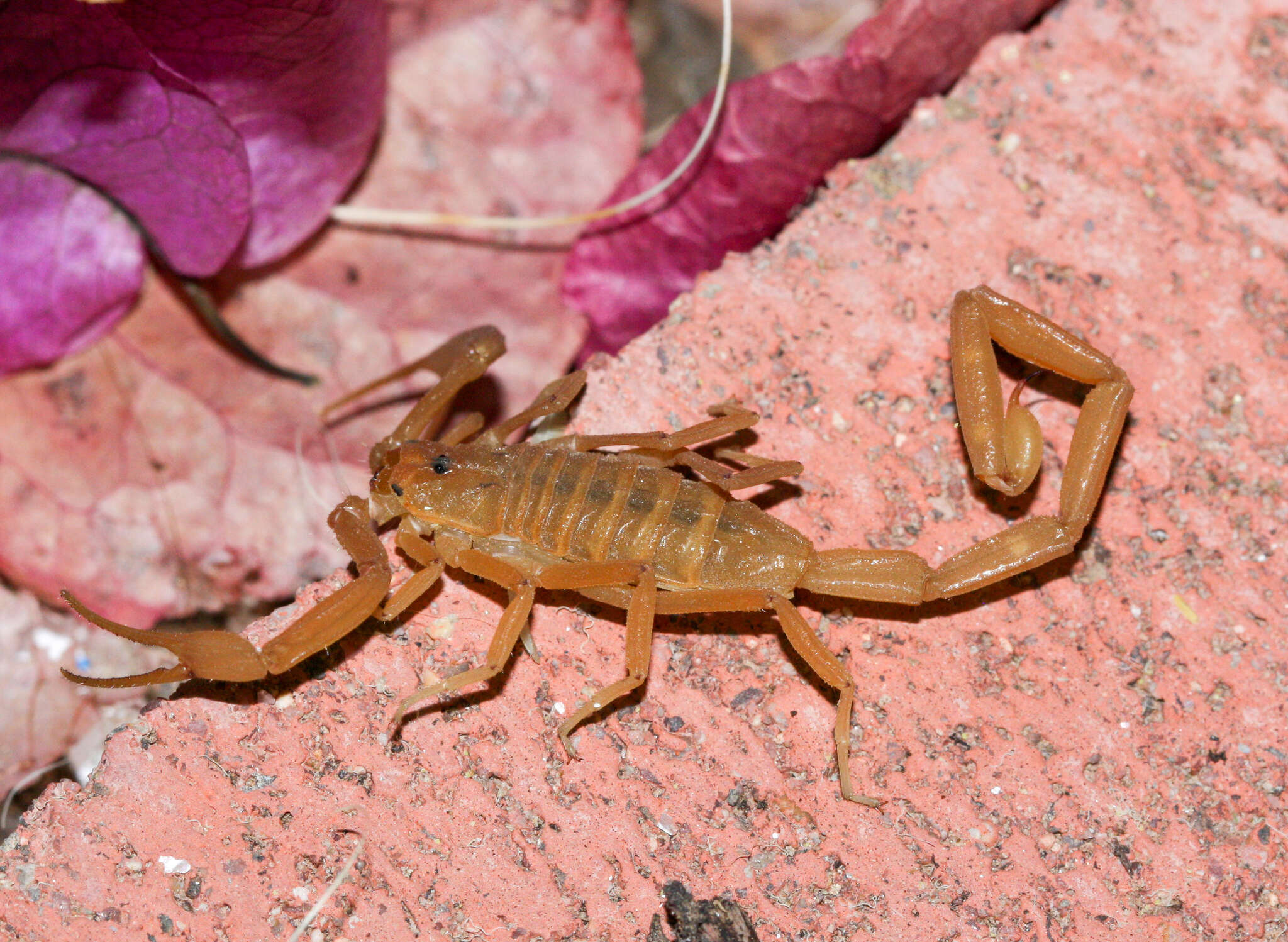 Image of Arizona Bark Scorpion