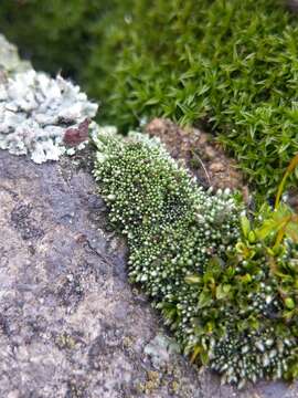 Image of silvergreen bryum moss