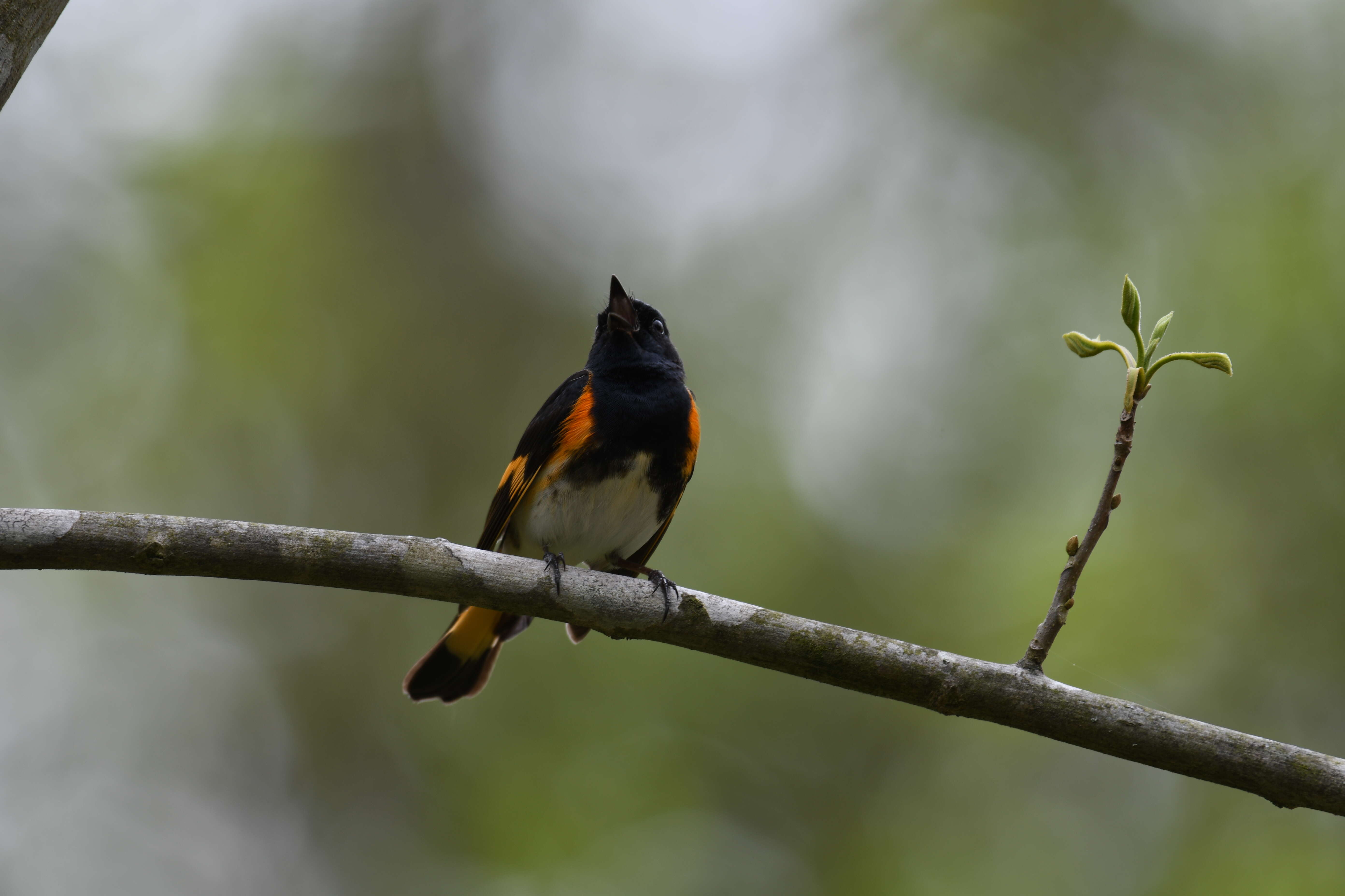 Image of American Redstart