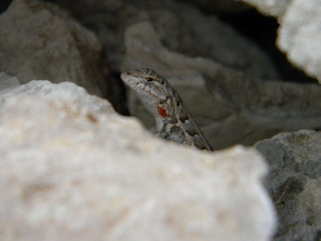 Image of Cozumel Spiny Lizard