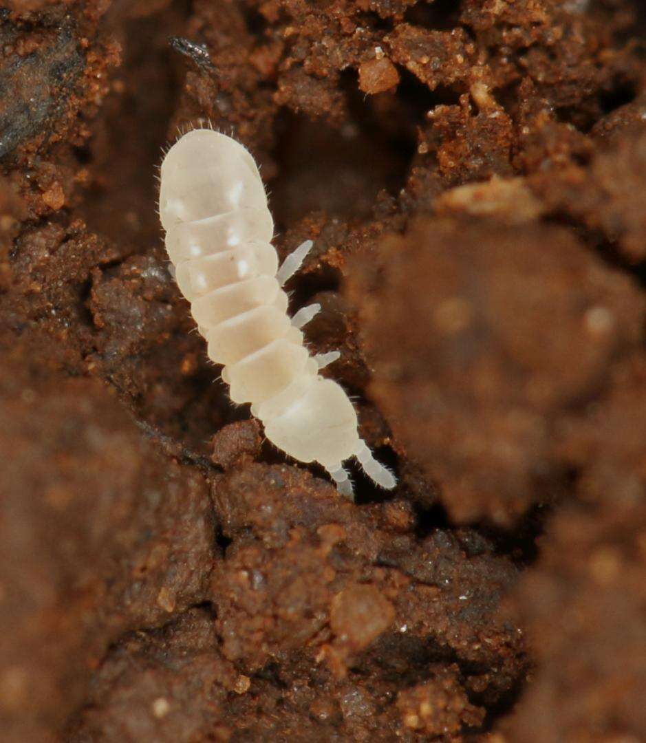 Image of blind springtails