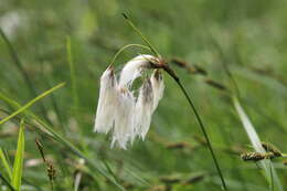 Image of common cottongrass