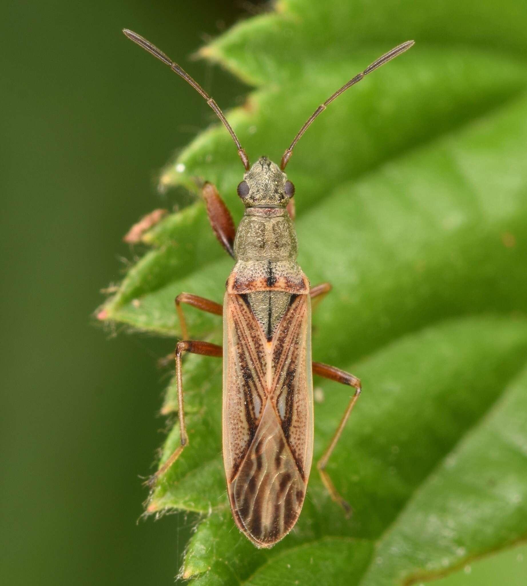 Image of Paromius longulus (Dallas & W. S. 1852)