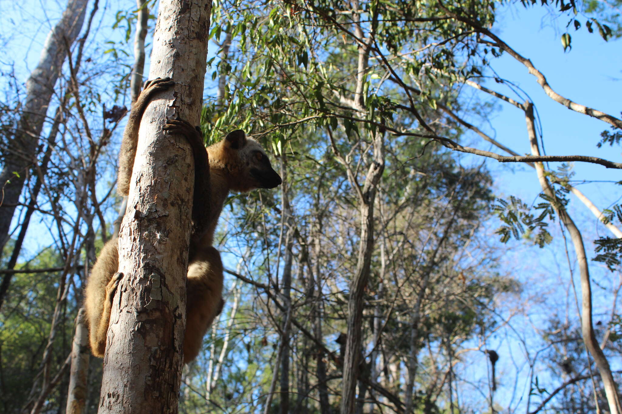 Image of Bennett's Brown Lemur