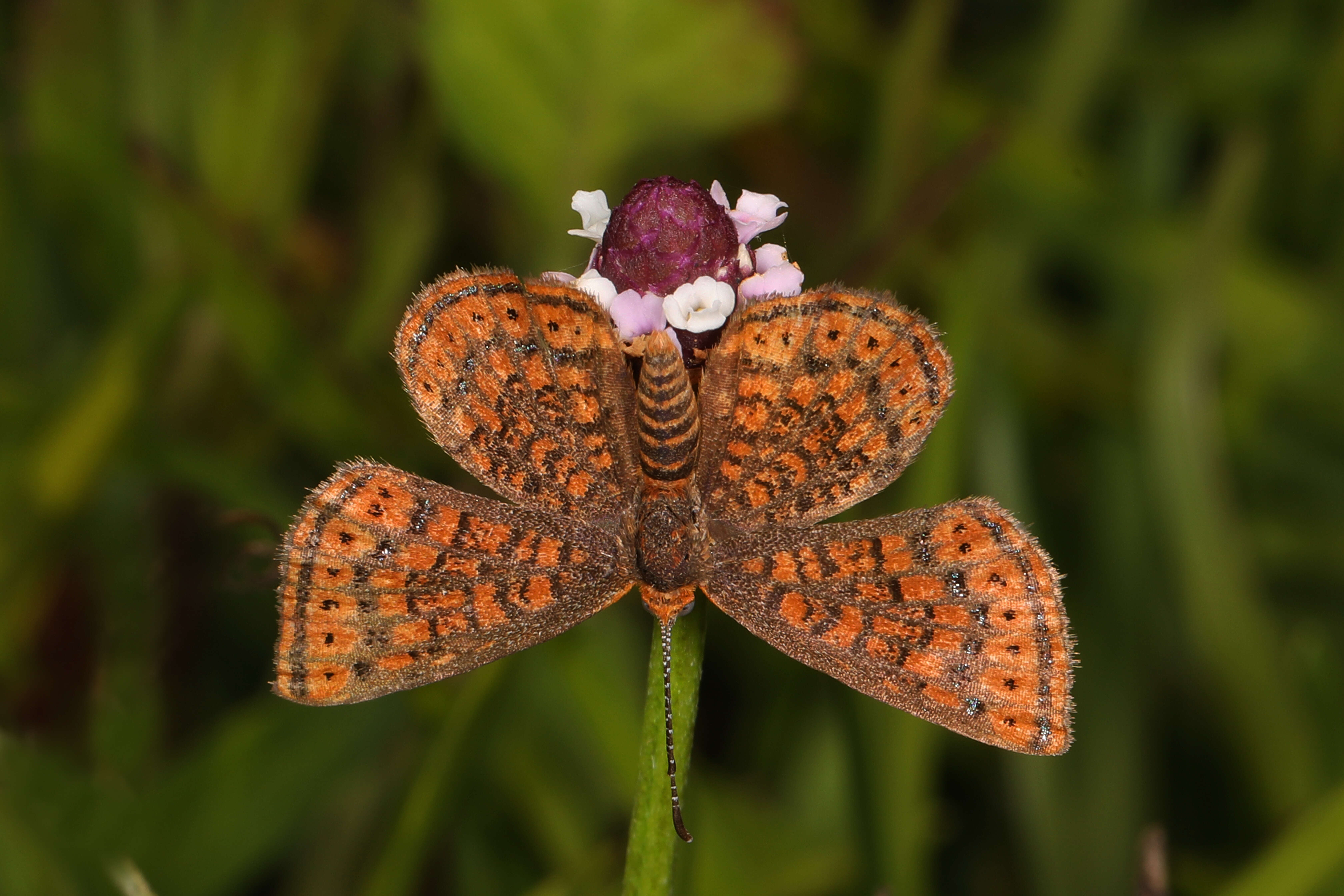 Image of Little Metalmark