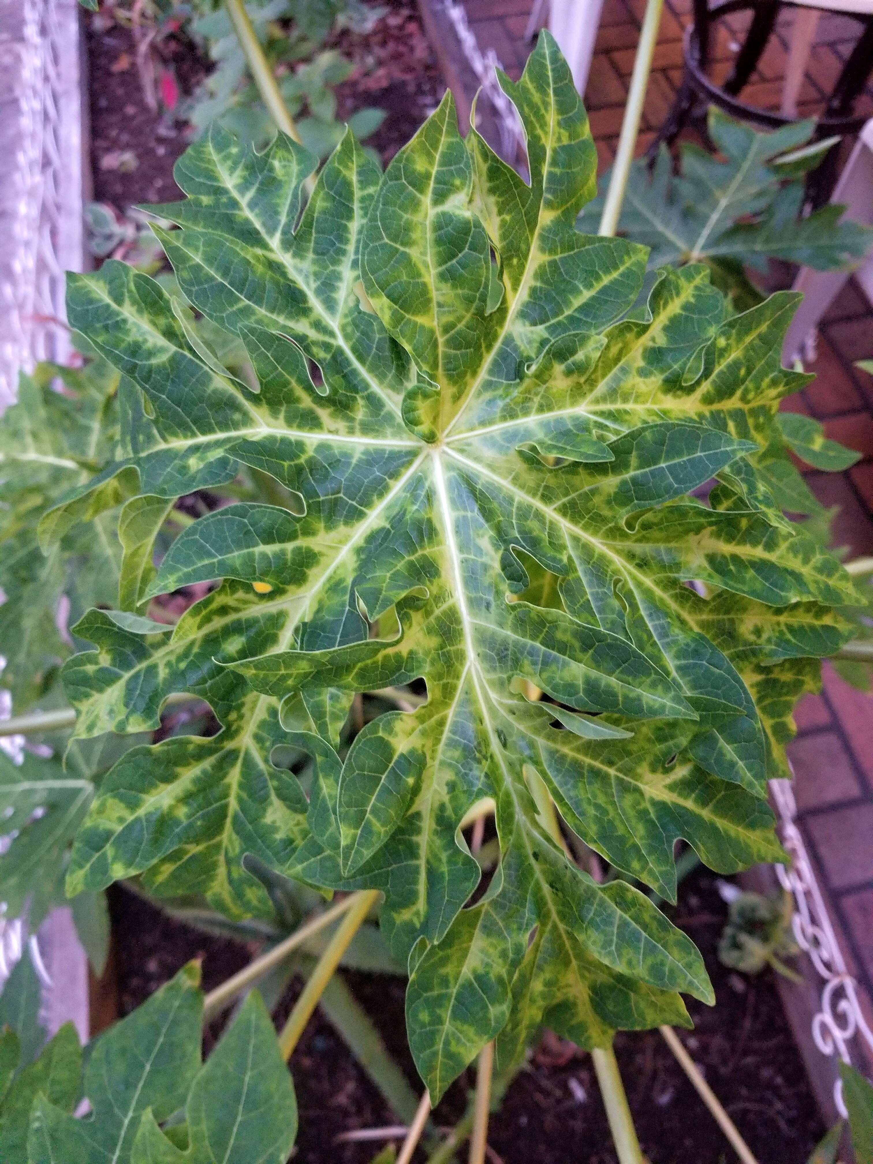 Image of Papaya ringspot virus