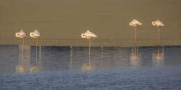 Imagem de Phoenicopterus roseus Pallas 1811