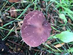 Image of Psathyrella bipellis (Quél.) A. H. Sm. 1946