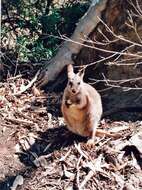 Image of Black-flanked Rock Wallaby