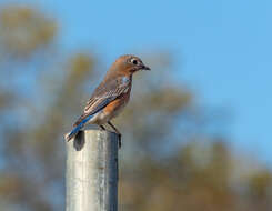 Image of Eastern Bluebird