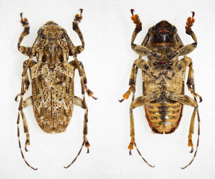 Image of Long-horned beetle