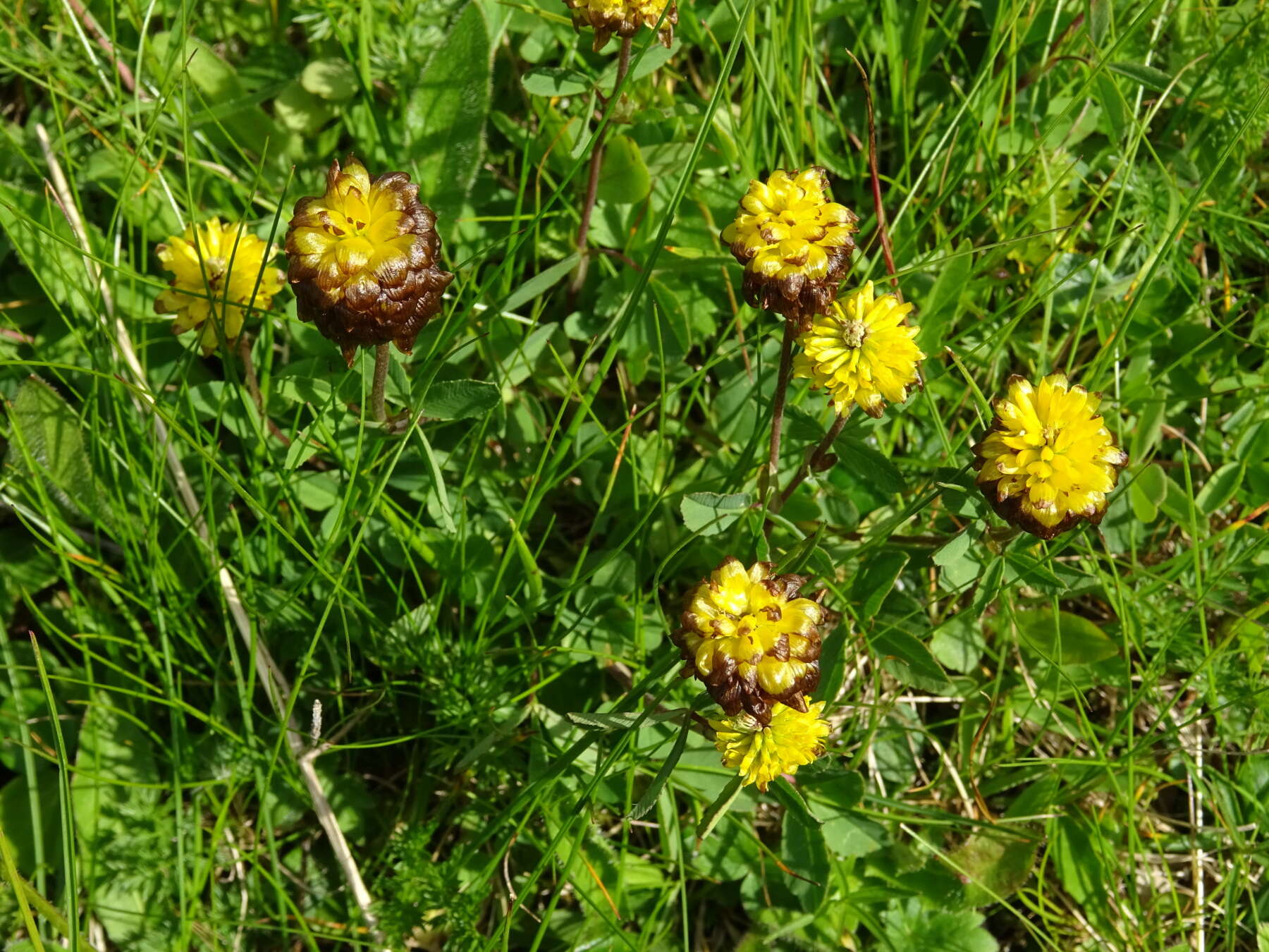 Image of brown clover