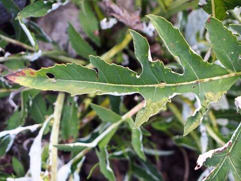 Image of Rhaponticum carthamoides (Willd.) Iljin