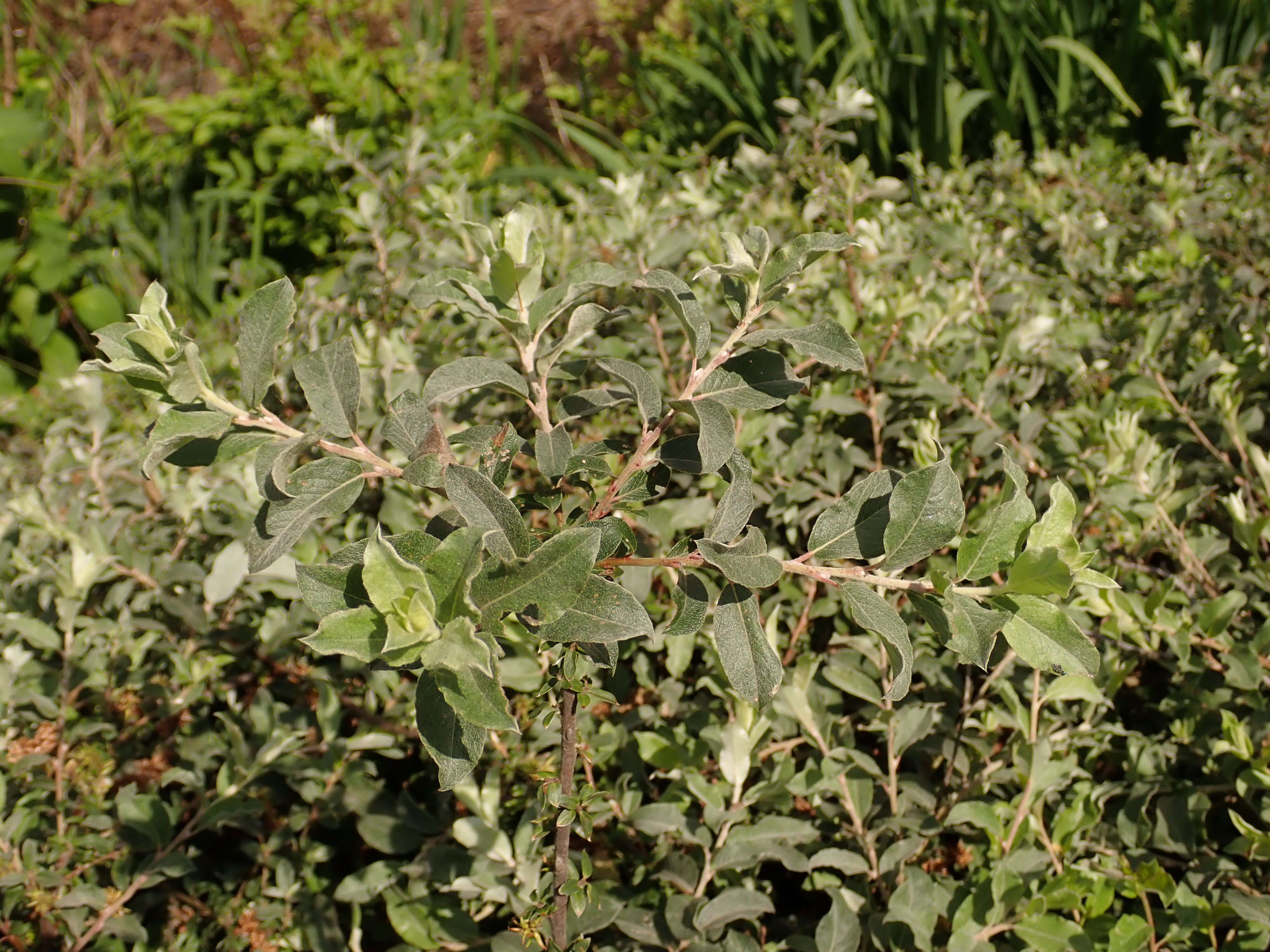 Image of Salix alpina Scop.