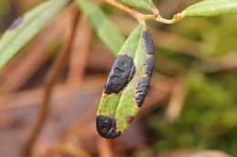 Image of bog rosemary