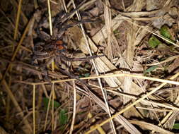 Image of Lycosa erythrognatha Lucas 1836