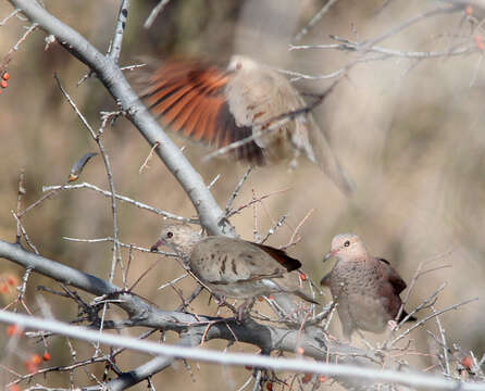 Image of Common Ground Dove