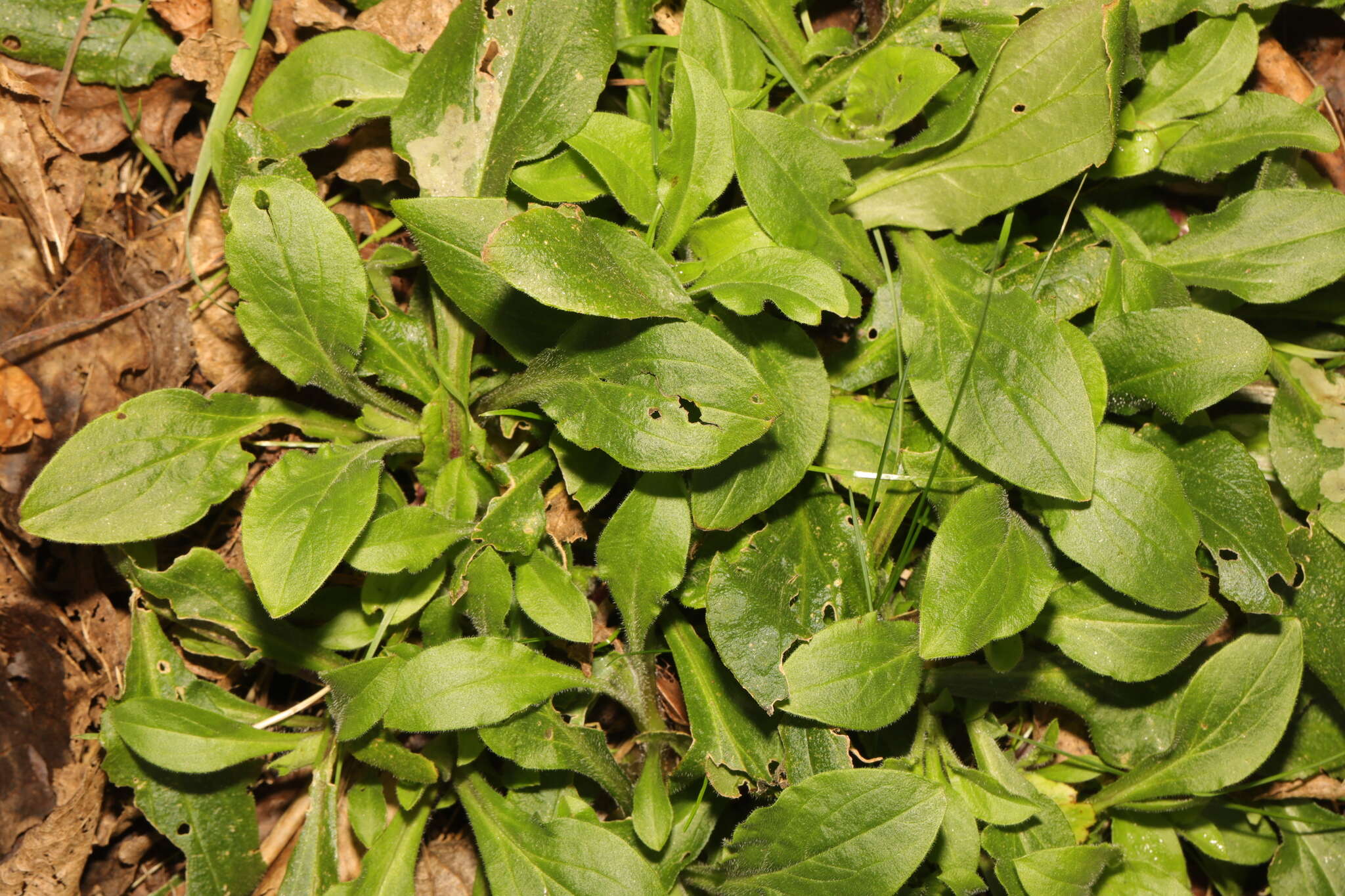 صورة Silene dioica (L.) Clairv.