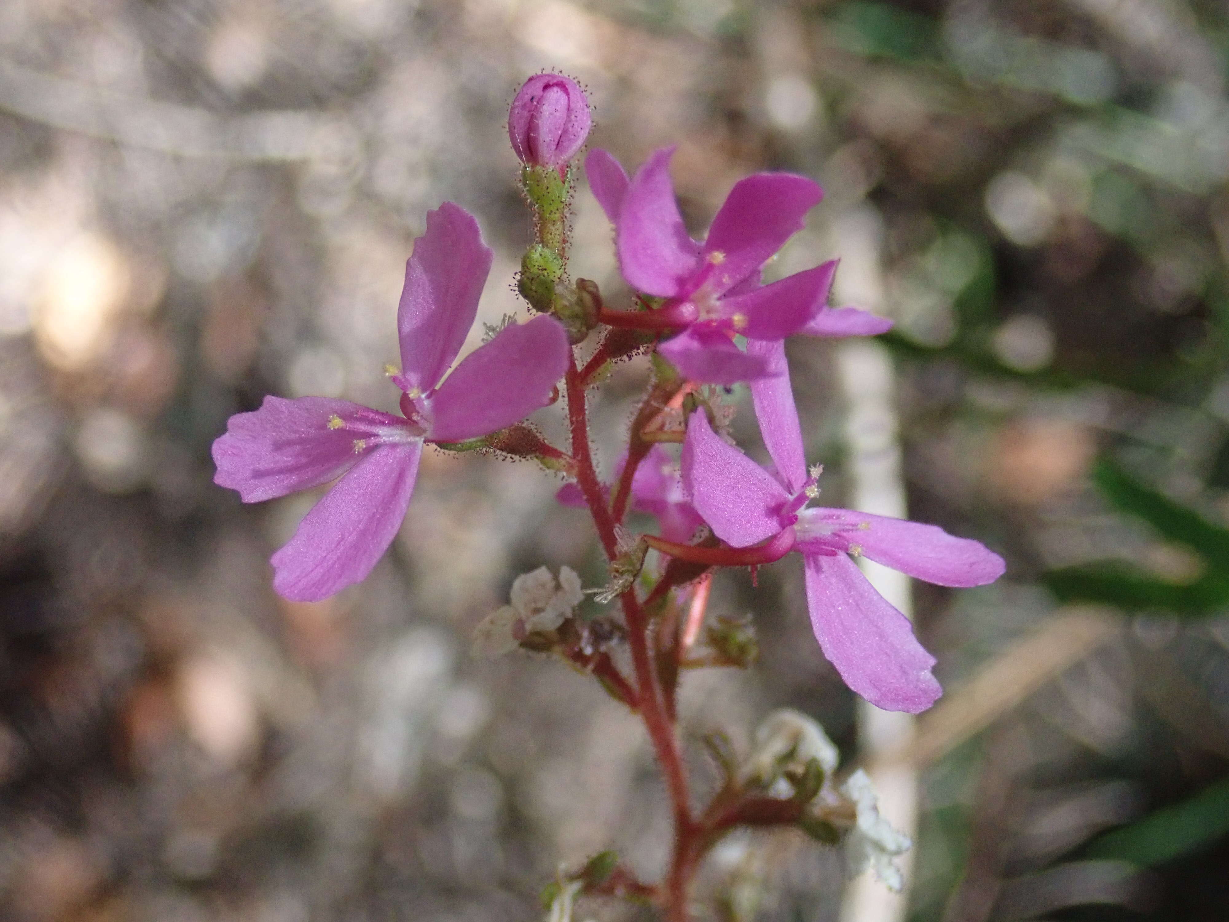 Image de Stylidium graminifolium Sw. ex Willd.