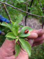 Image of Harmonia axyridis (Pallas 1773)